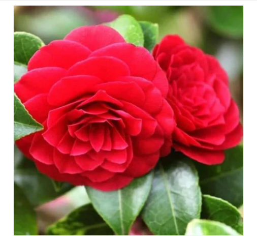 Camellia Red with buds (Camellia Japonica) Rare Flowering Live Plant
