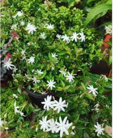 White Kakada (Jasminum multiflorum)