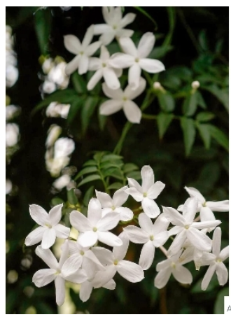 White Kakada (Jasminum multiflorum)