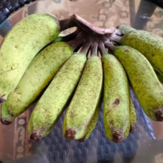 Chingan banana Fruit Plant