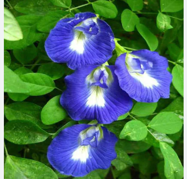 Blue Single petal clitoria Seeds - Open Pollinated