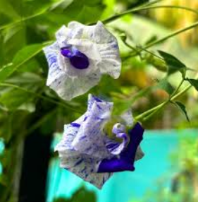 Thailand Clitoria (Butterfly Pea) seeds