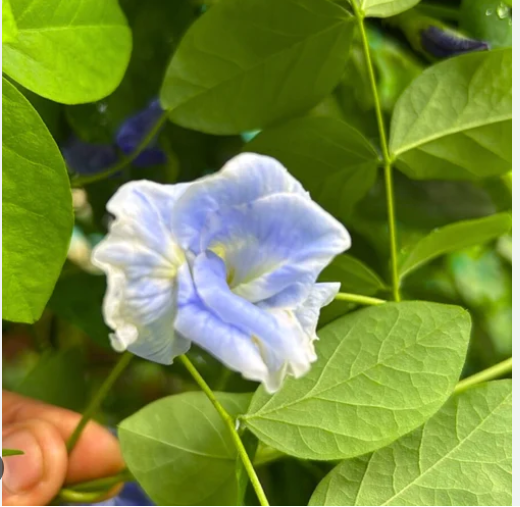 Sky Blue Butterfly Pea Vine Multi Petal seeds