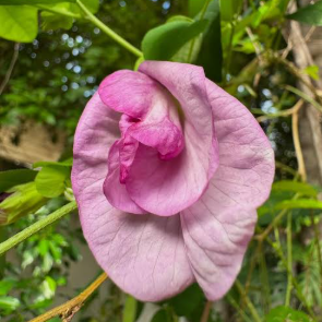 Pink Butterfly Pea Vine Multi Petal  Seeds