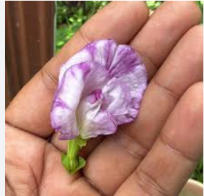 Pink Speckled Clitoria (Butterfly Pea) seeds