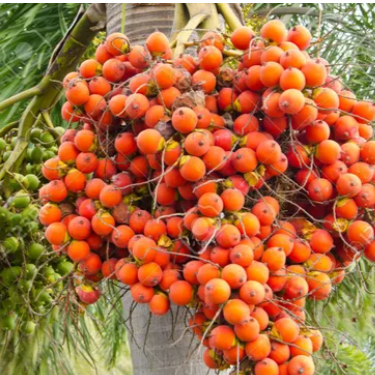 Inter C Mangala Betel Nut Tree Live plant.