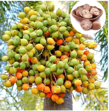 Mohit Nagar Betel Nut Tree Live Plant