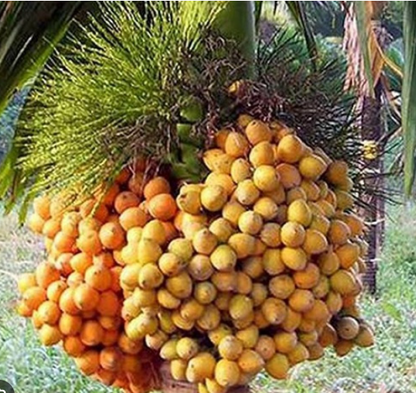 Sumangala Betel Nut Tree Live Plant
