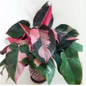 Philodendron Pink princess Indoor / Outdoor Live Plant