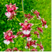 Oncidium Jairak Fragrance Orchid Live Plant.