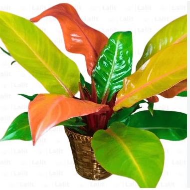 Philodendron ‘Prince of Orange’ Indoor / Outdoor Live Plant