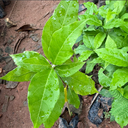 Peanut Butter Fruit Plant