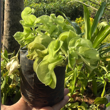 Twisted Pedilanthus (Devil’s Backbone) Indoor / Outdoor Live Plant
