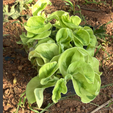 Twisted Pedilanthus (Devil’s Backbone) Indoor / Outdoor Live Plant
