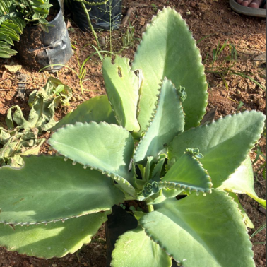 Mother of Thousands  Indoor / Outdoor Live Plant