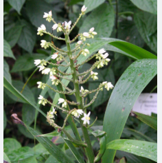 Xiphidium caeruleum Flowering Live Plant
