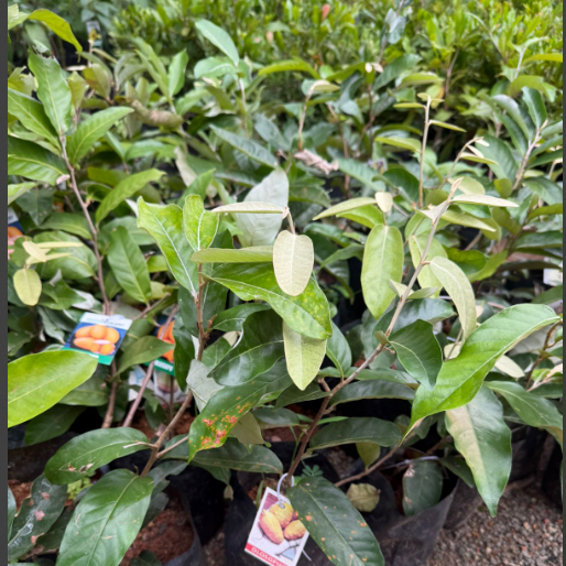 Olosappo (Manilkara hexandra ) Fruit Plant