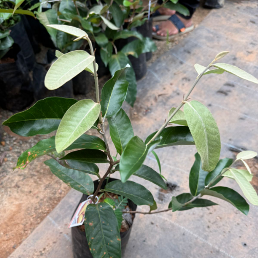 Olosappo (Manilkara hexandra ) Fruit Plant