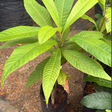 Mamey Sapota(Pouteria sapota) Fruit  Plant