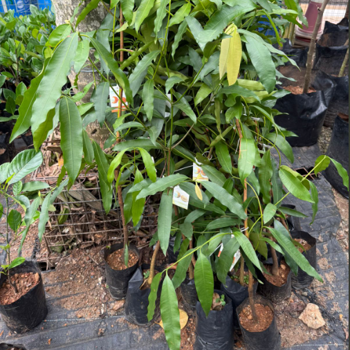 Achachairu Fruit Live Plant