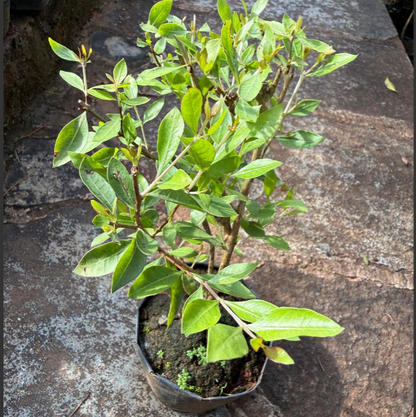 Henna Bonsai Live Plant