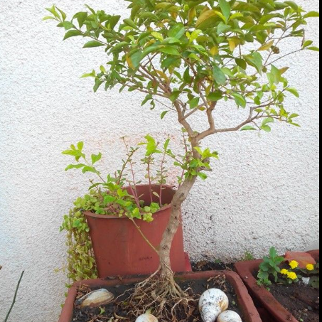 Henna Bonsai Live Plant