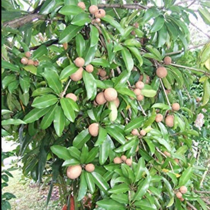 Sappota (Chikoo) Bonsai Live Plant