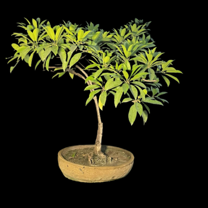 Sappota (Chikoo) Bonsai Live Plant