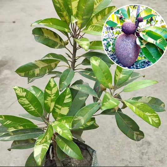Variegated Sappota (Chikoo) Bonsai Live Plant