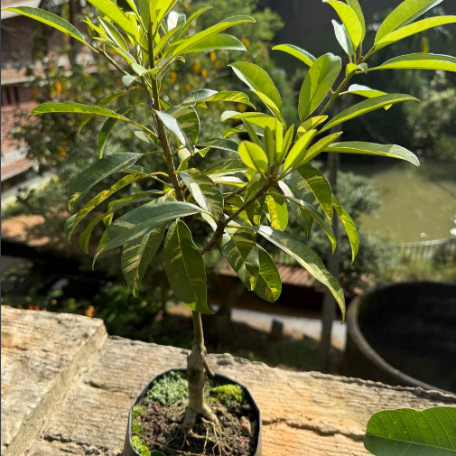 Variegated Sappota (Chikoo) Bonsai Live Plant