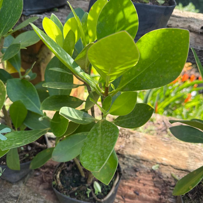Autograph Bonsai Live Plant
