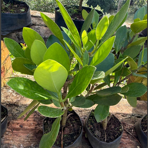 Autograph Bonsai Live Plant