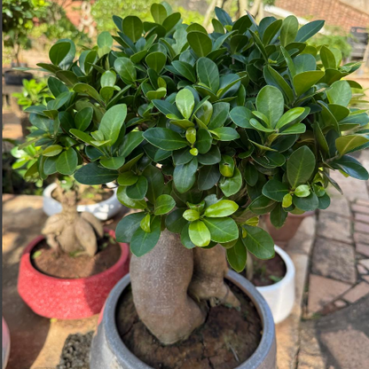 Ficus Microcarpa Live Bonsai Plant