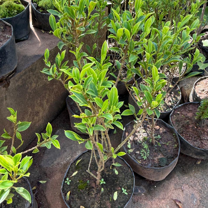 Ficus Microcarpa Live Bonsai Plant