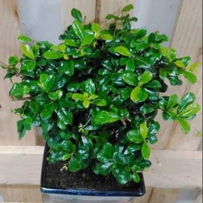 Malpighia Bonsai Plant