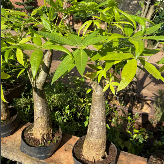 Pachira Aquatica ‘Money Tree Bonsai’ Live Plant