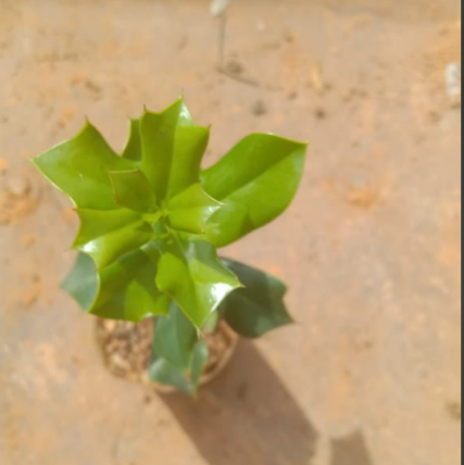 Holy Thorns Plant (Crown of Thorns) Live plant