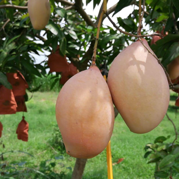 Totapuri Mango Live Plant