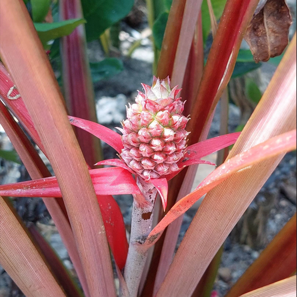 Ornamental Red Leaf Pineapple Plant