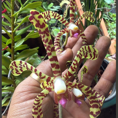 Arachnis Maggie Oei Variegated Orchid live Plant