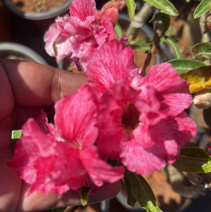 Adenium Dark Pink Desert Rose live plant