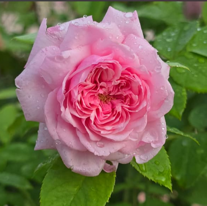 British Queen- Pink  DA Rose Live Plant