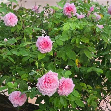 British Queen- Pink  DA Rose Live Plant