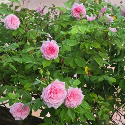 British Queen- Pink  DA Rose Live Plant