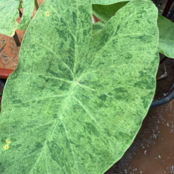 Colocasia ‘Paraiso’ Rare  Live Plant