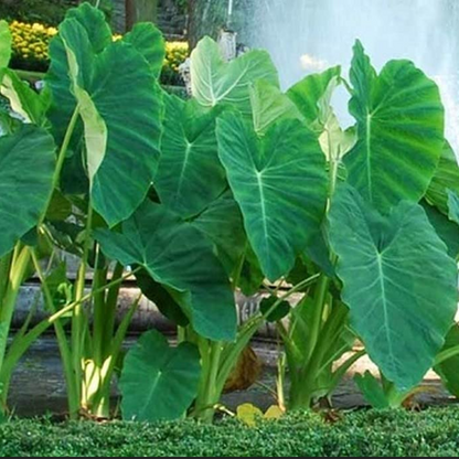 Colocasia esculenta Live Plant