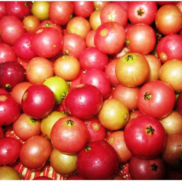 Red Fruit Jamaican Cherry (Birds Cherry) Live Plant