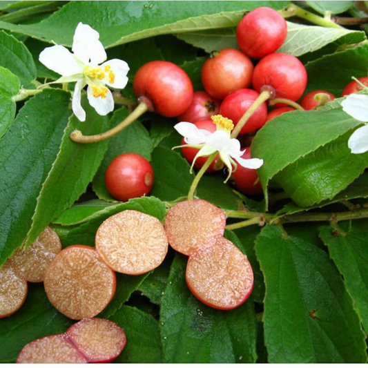 Red Fruit Jamaican Cherry (Birds Cherry) Live Plant