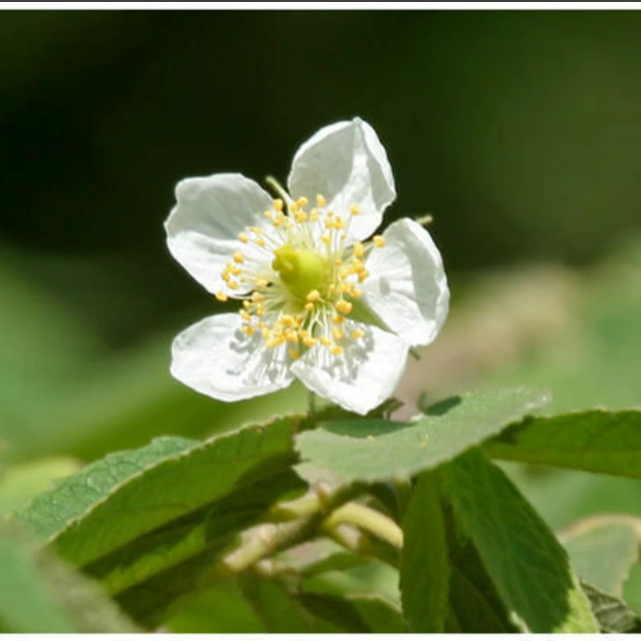Red Fruit Jamaican Cherry (Birds Cherry) Live Plant