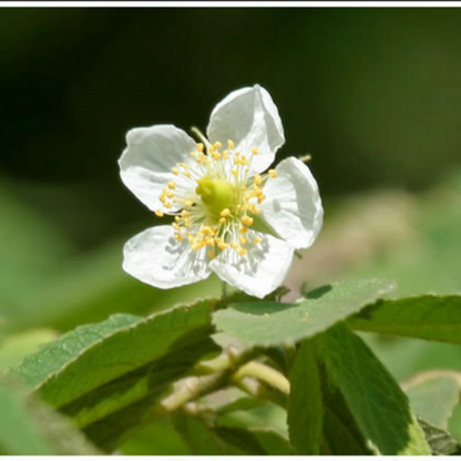 Red Fruit Jamaican Cherry (Birds Cherry) Live Plant